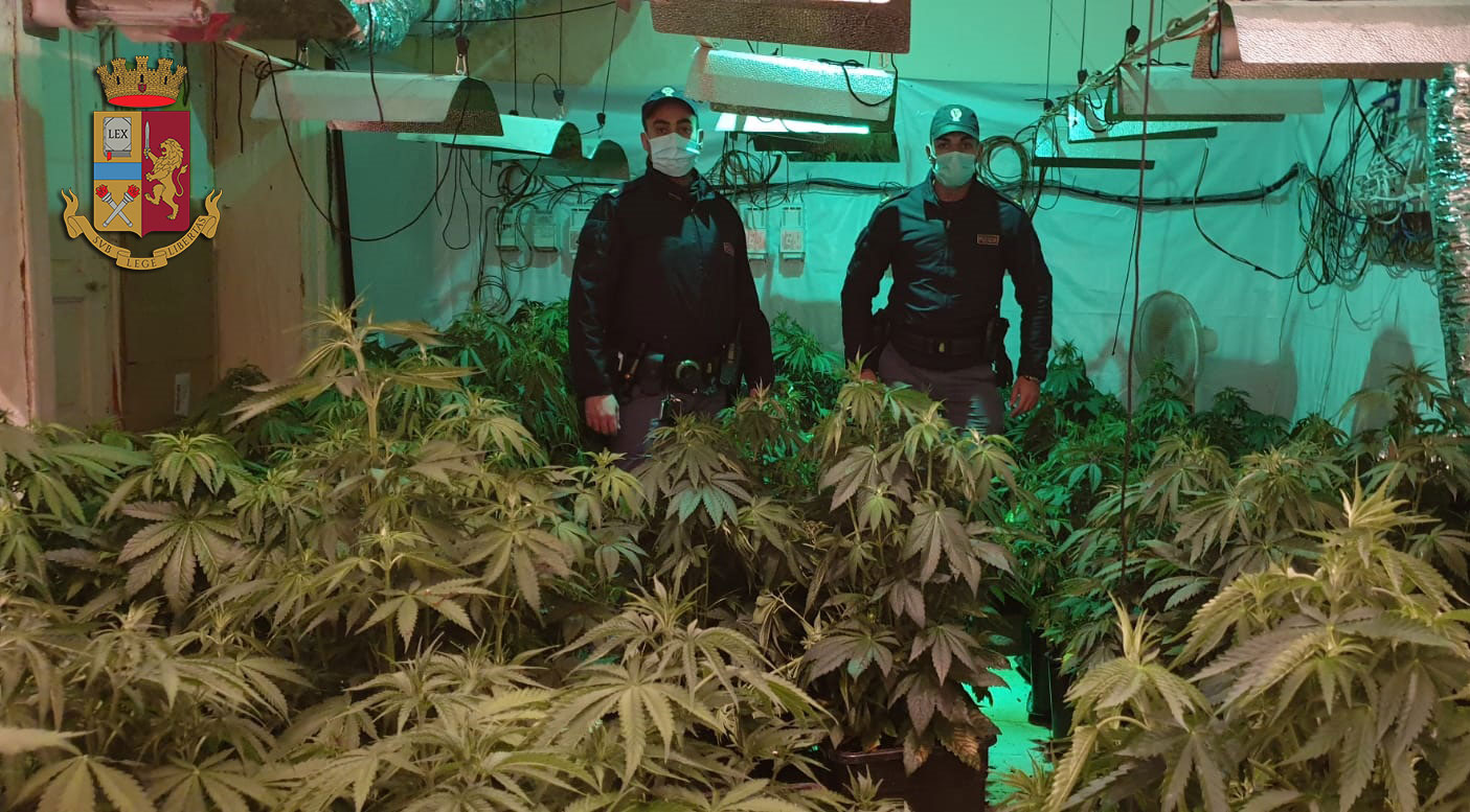 Gli agenti del commissariato Porta Nuova individuano una serra indoor