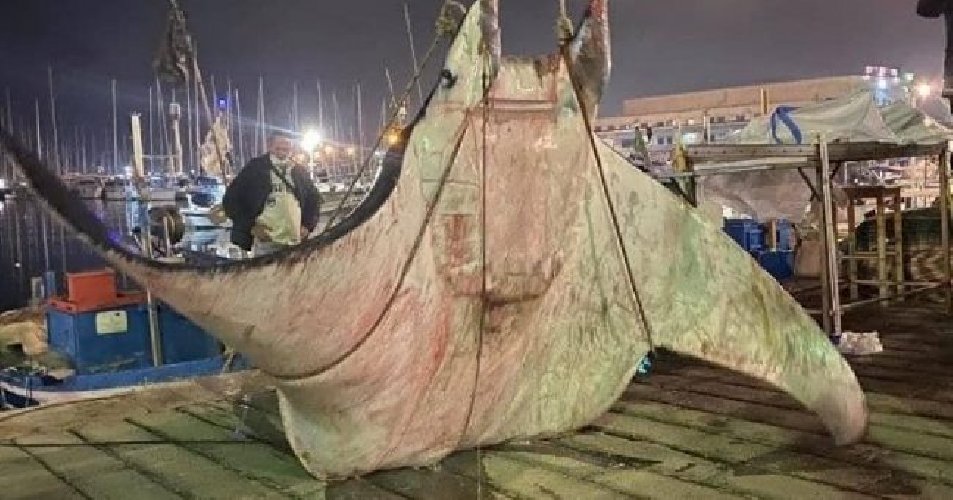 manta gigante palermo