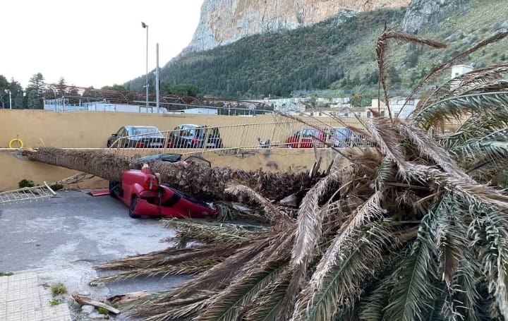 palma schiaccia auto