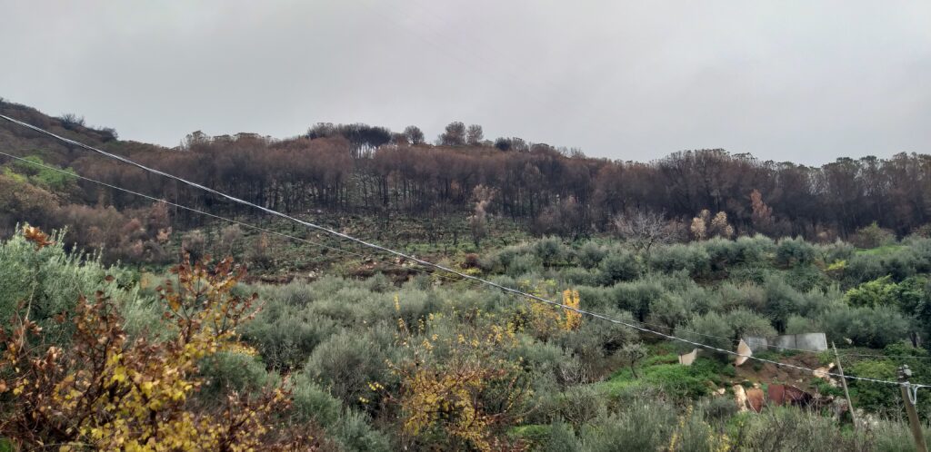 Altofonte, bosco della Moarda