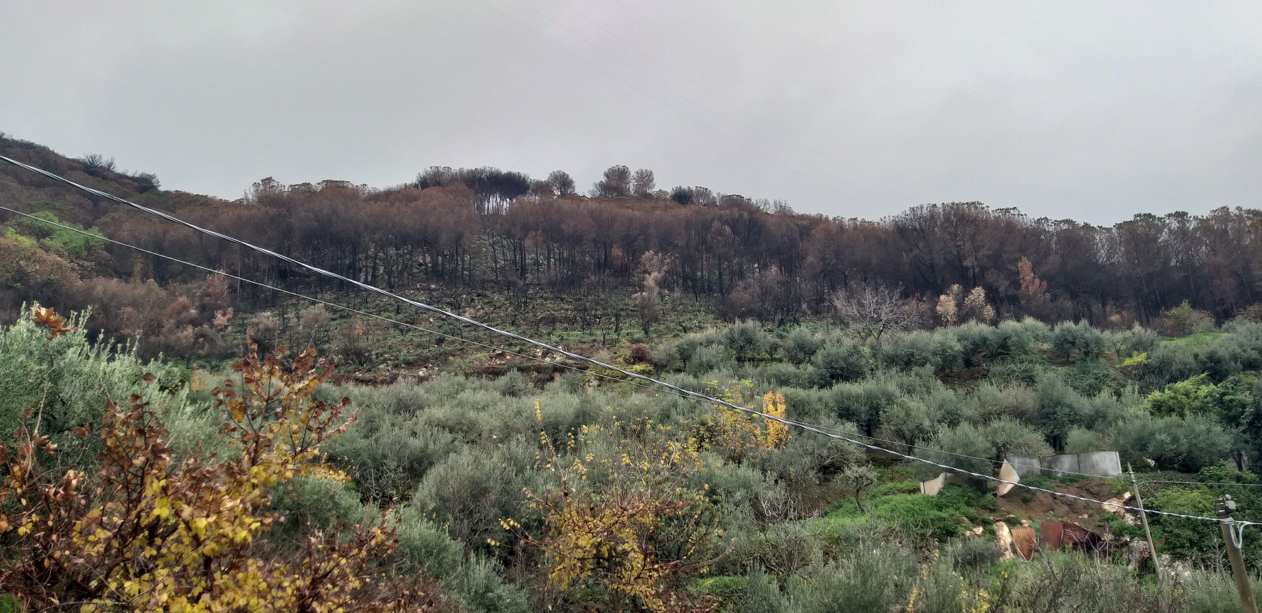 Altofonte, bosco della Moarda