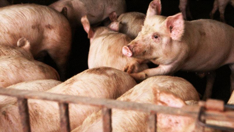 mattatoio lager messina