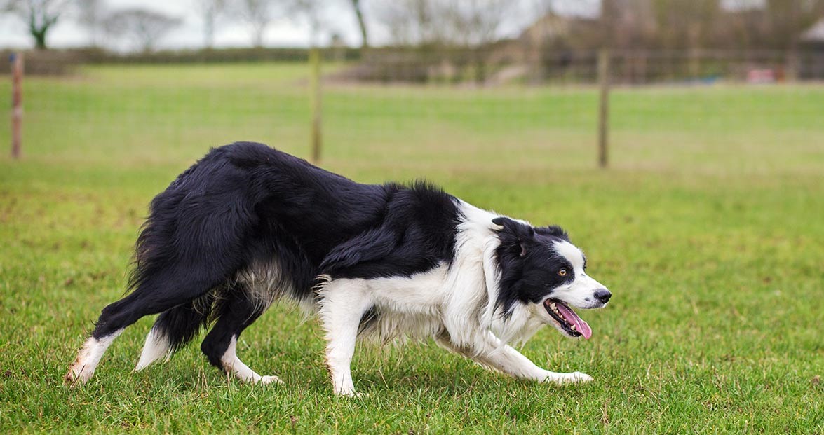 borde collie cane1