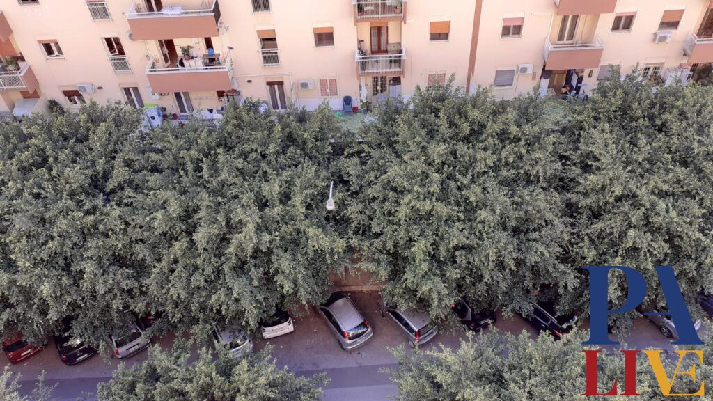 alberi via Corradino di Svevia, Zisa