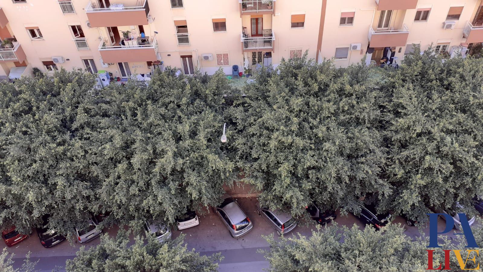 alberi via Corradino di Svevia, Zisa