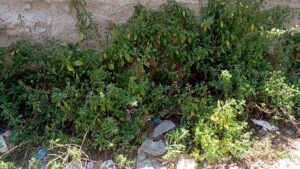 degrado ambientale zona don orione