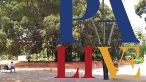 Ficus Giardino Inglese 2