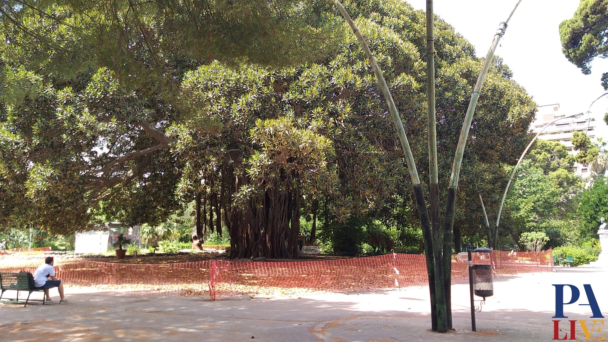 Ficus Giardino Inglese 2