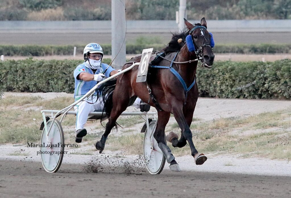 AUREA-WISE-L L. Messineo jr. - Ippodromo - Zeppelin Kyu