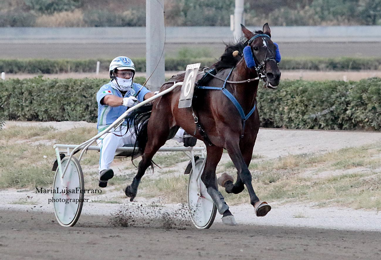 AUREA-WISE-L L. Messineo jr. - Ippodromo - Zeppelin Kyu