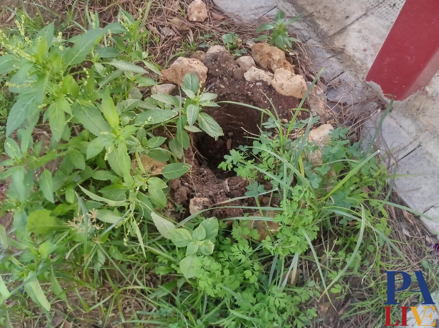 pomelia via D'Amelio