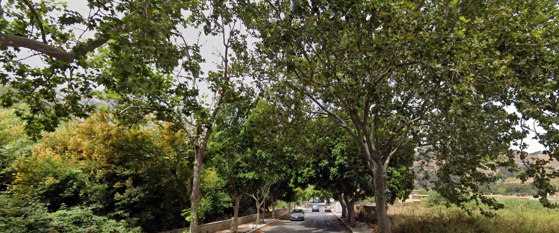 alberi borgo nuovo - friends for the earth