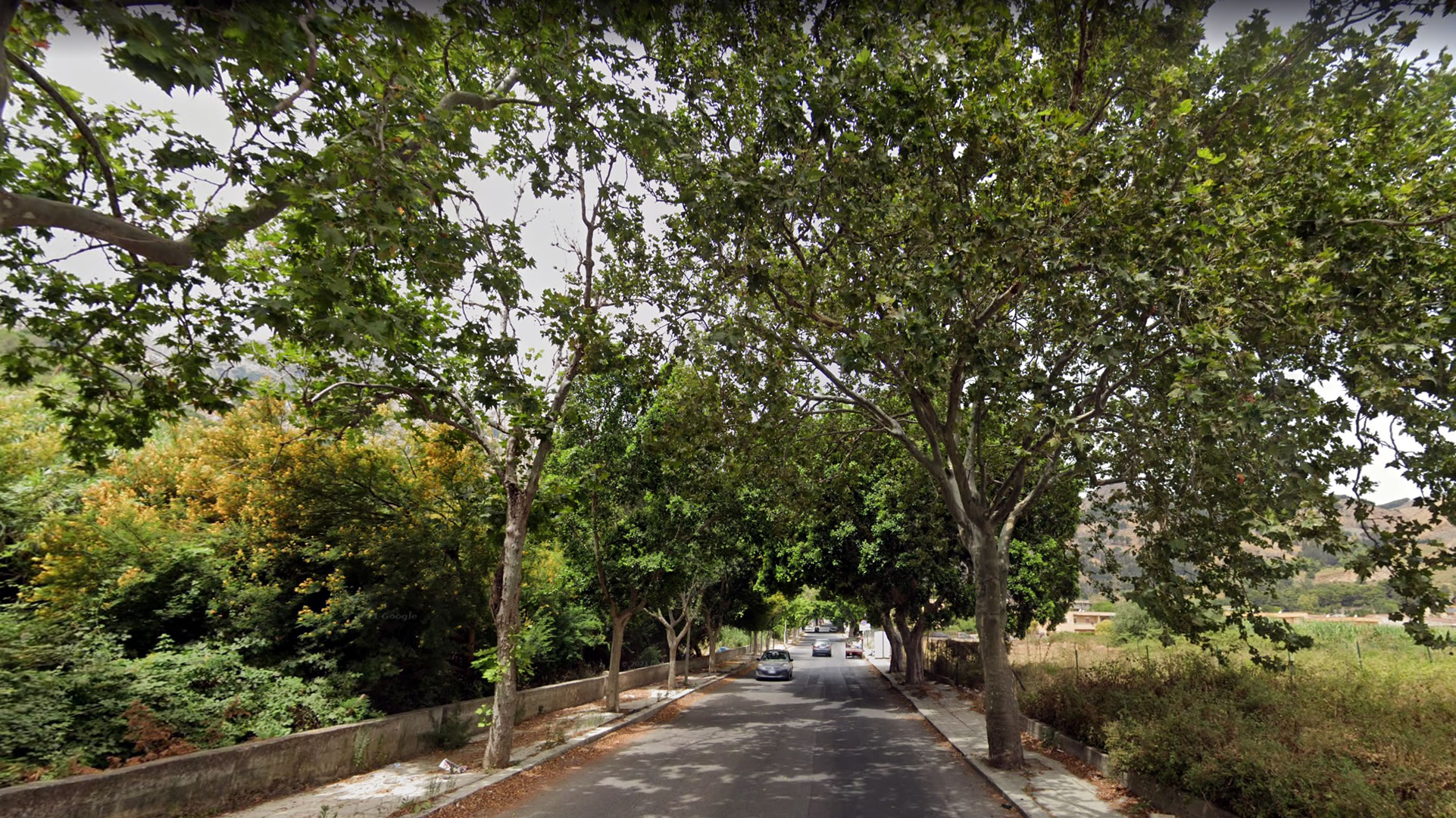 alberi borgo nuovo - friends for the earth