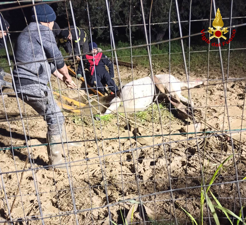 cavallo soccorso a Trabia