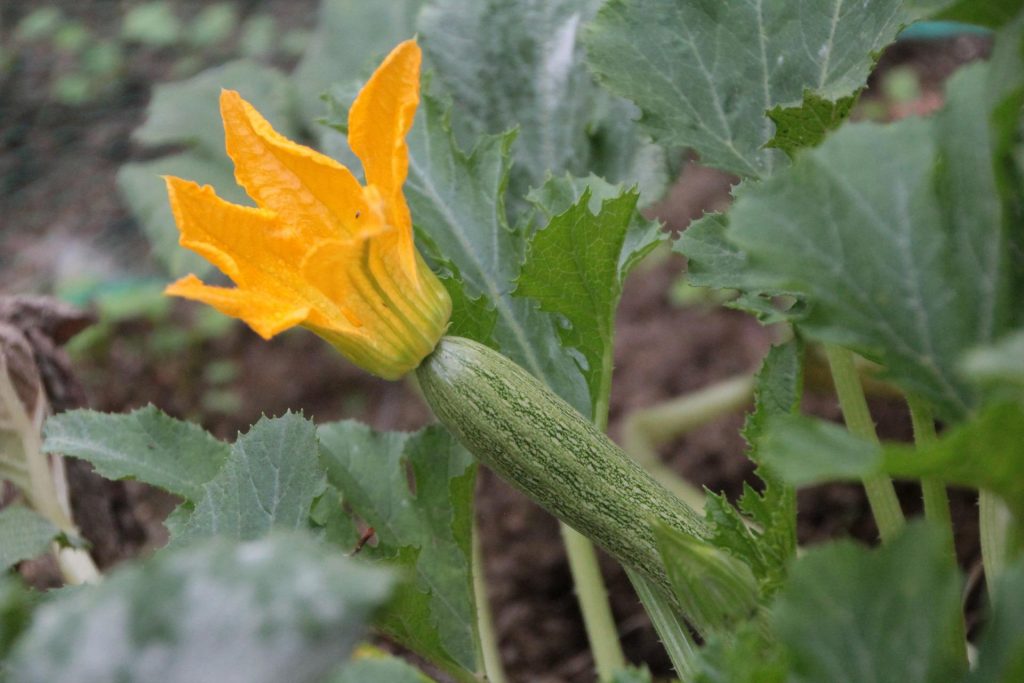 fiori di zucca