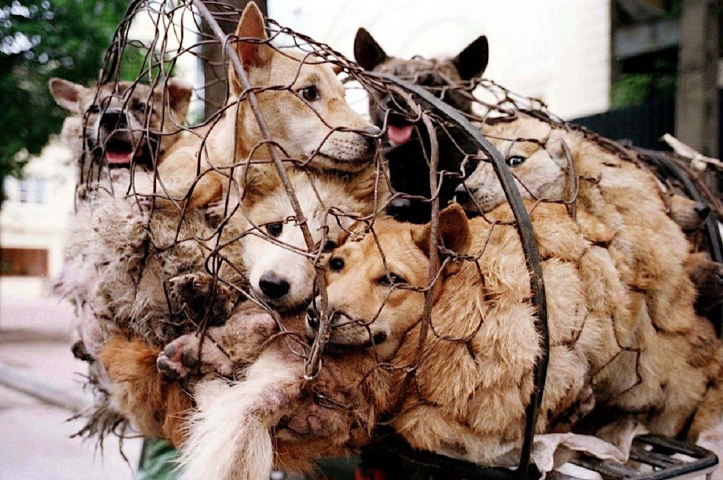 yulin