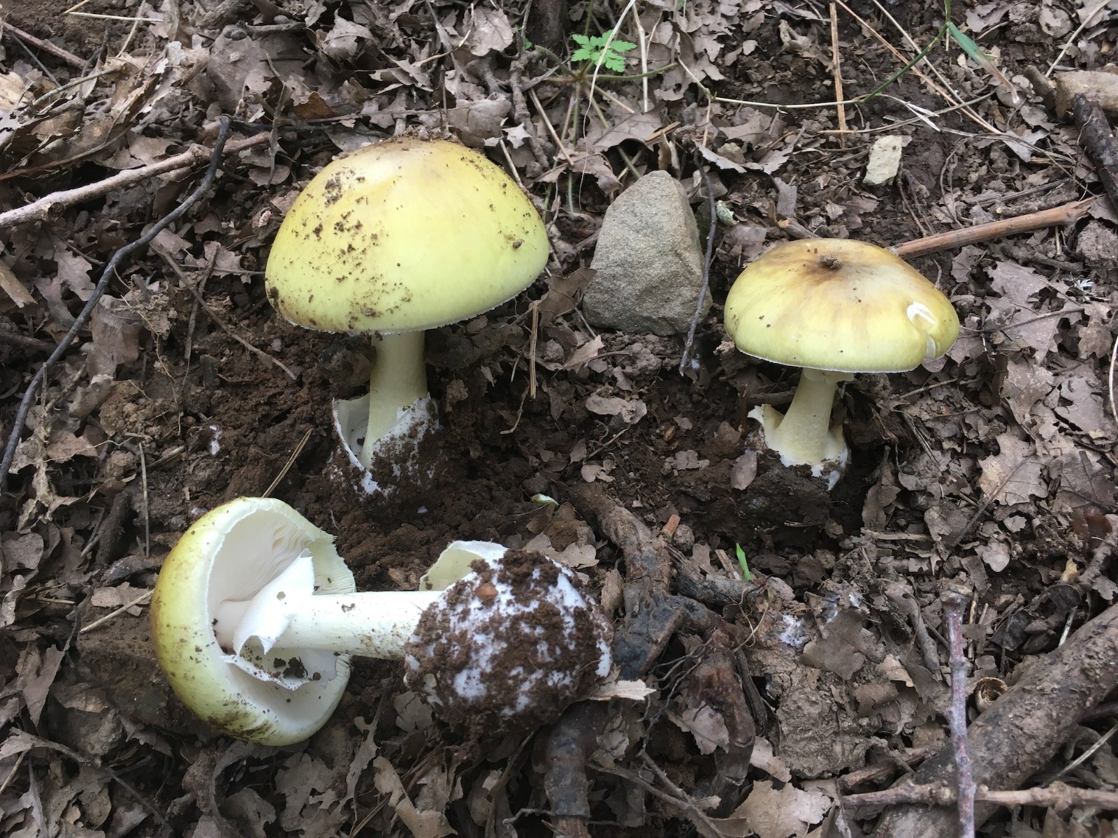 funghi