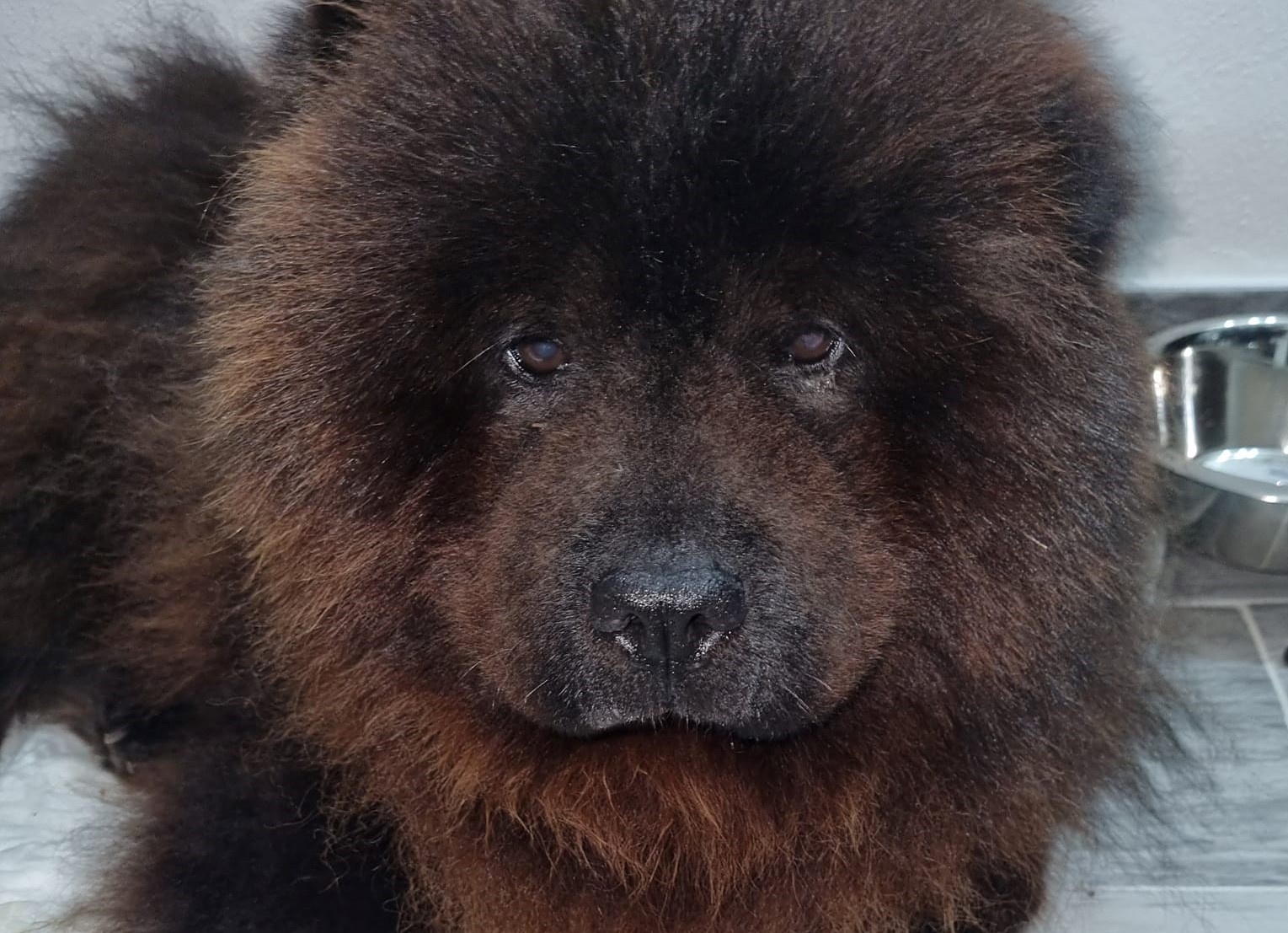 cane smarrito cinisi