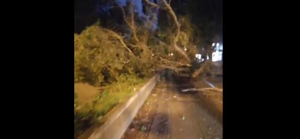 albero caduto mondello