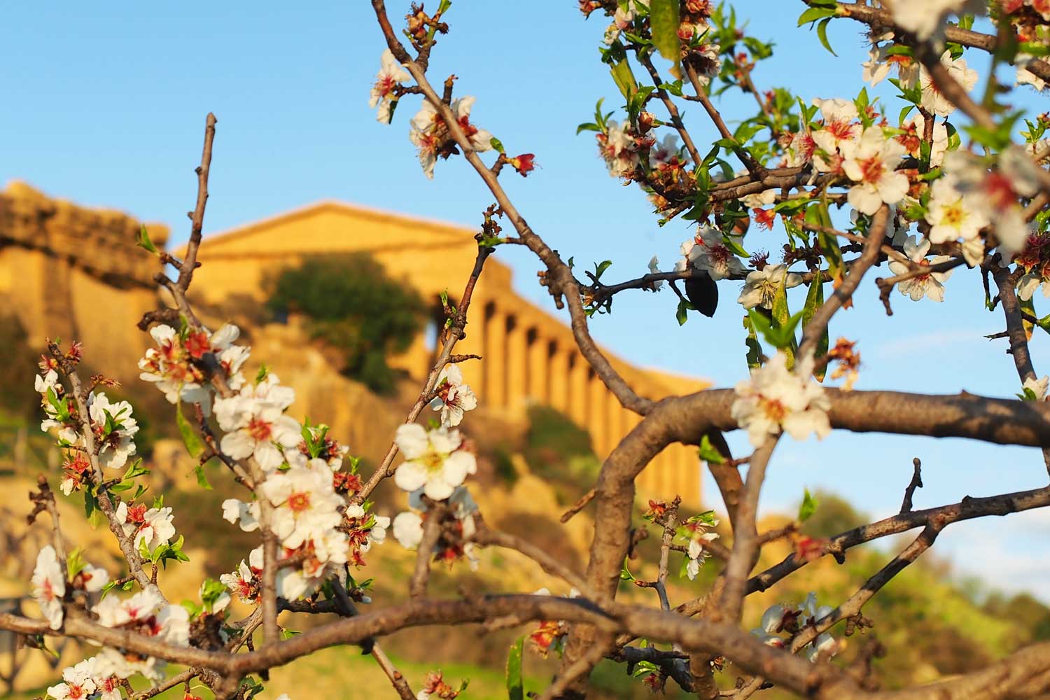 Festa del Mandorlo in fiore