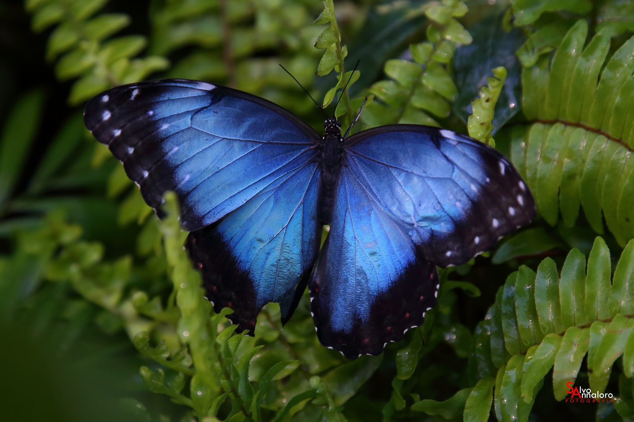 Farfalla b lu