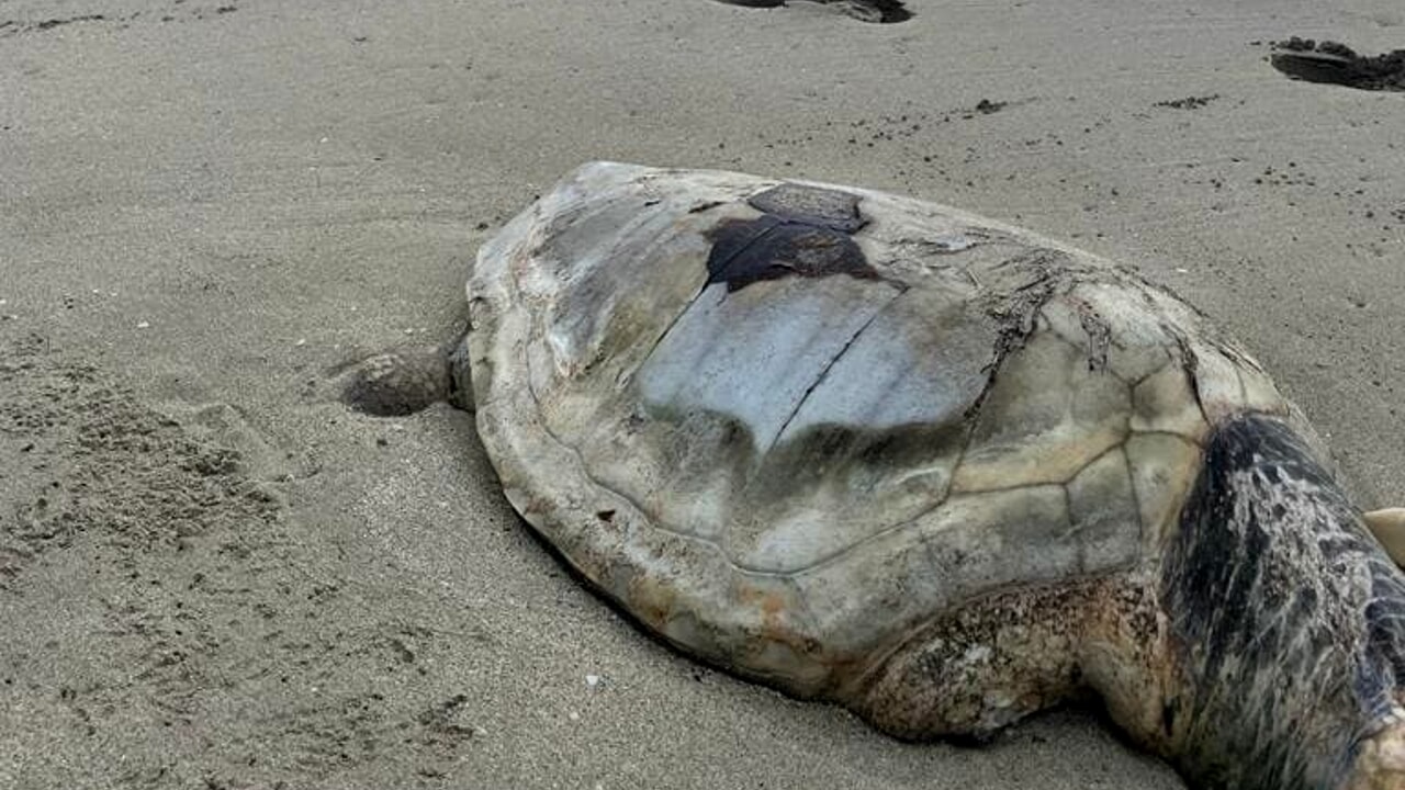 TARTARUGA - FOTO RENATO SCIURCA