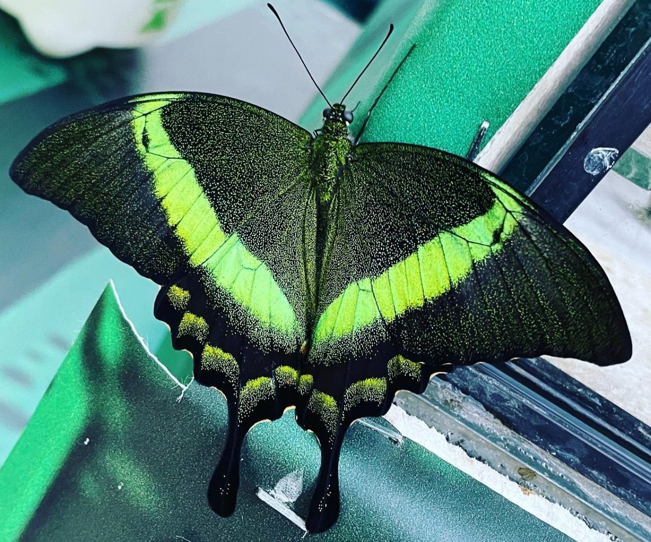 casa farfalle 2023 01