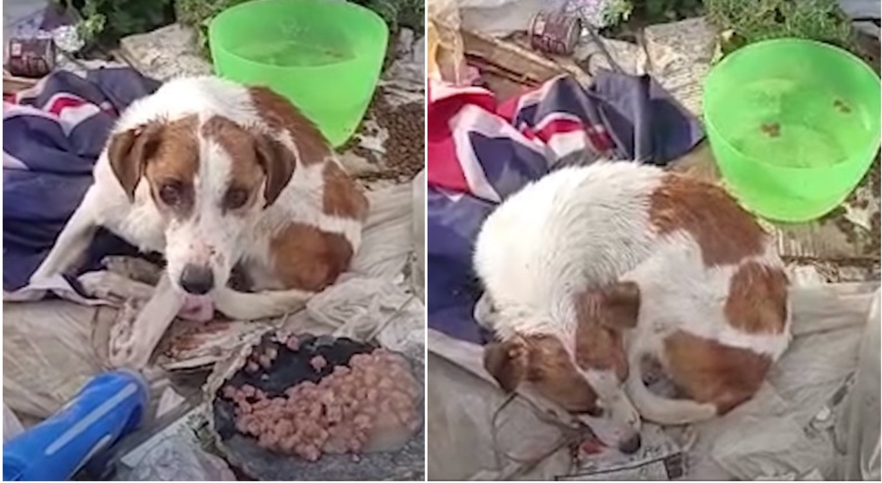 7413417_20105630_marito_e_moglie_si_separano_cane_abbandonato_discarica