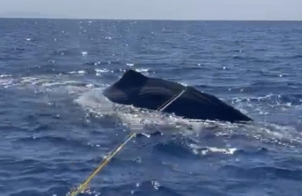 0DB93457-1439-4EAE-8BA5-B86AD1CC0530