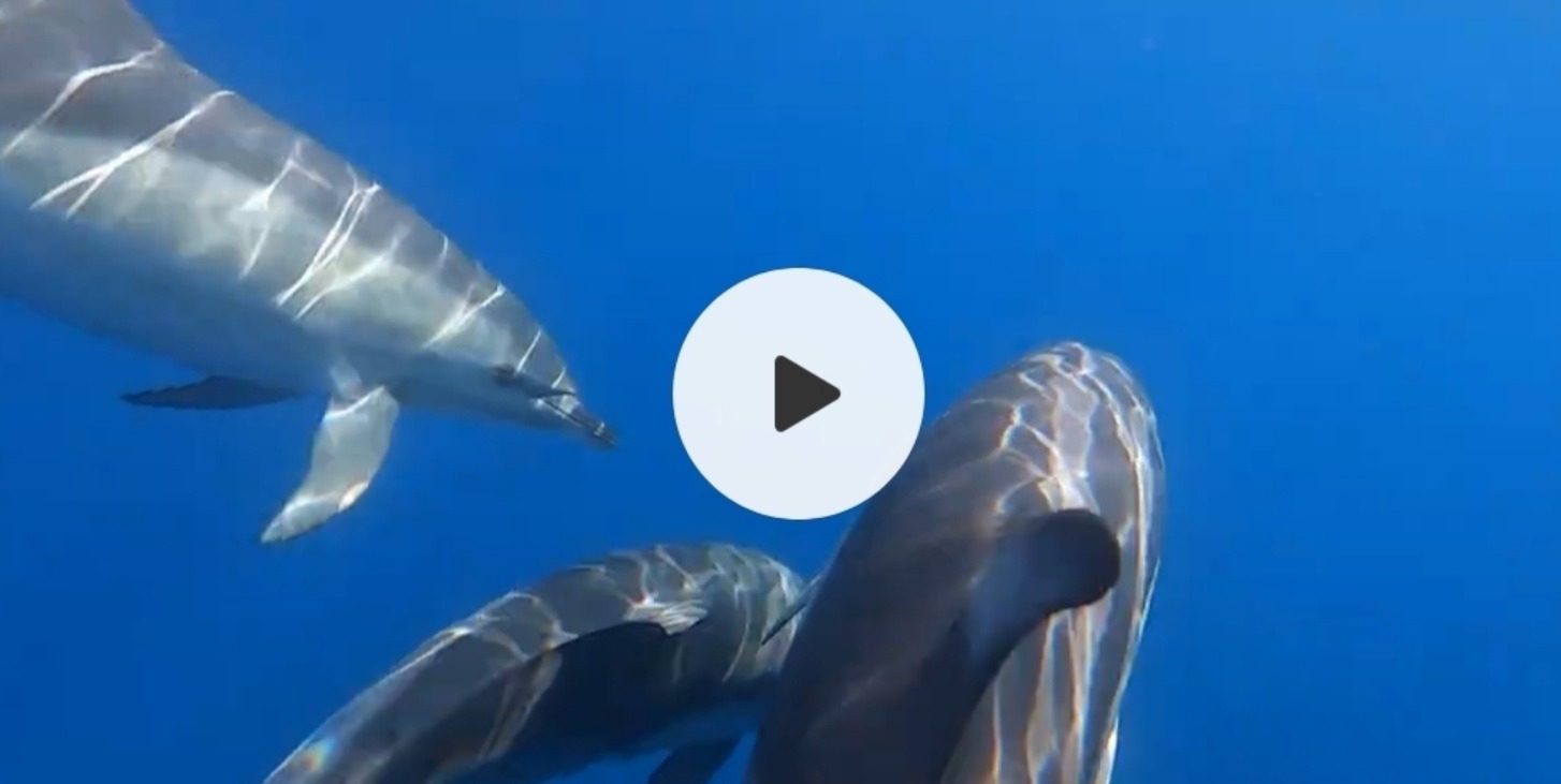 752ae0e0-49e1-4105-9dd8-887d3248c032