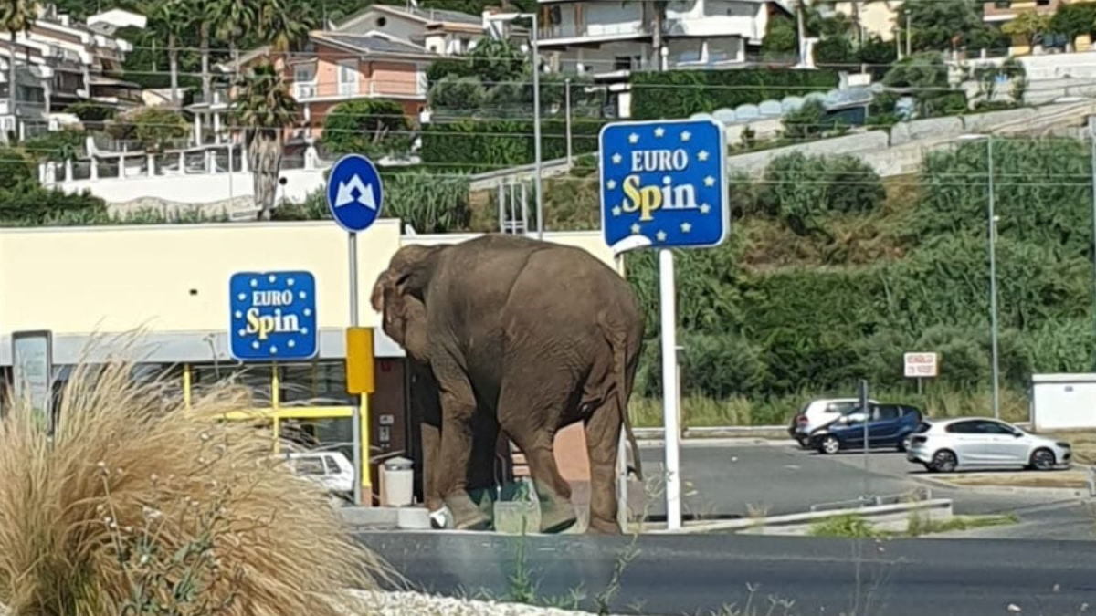 elefante-in-sstrada-cosenza