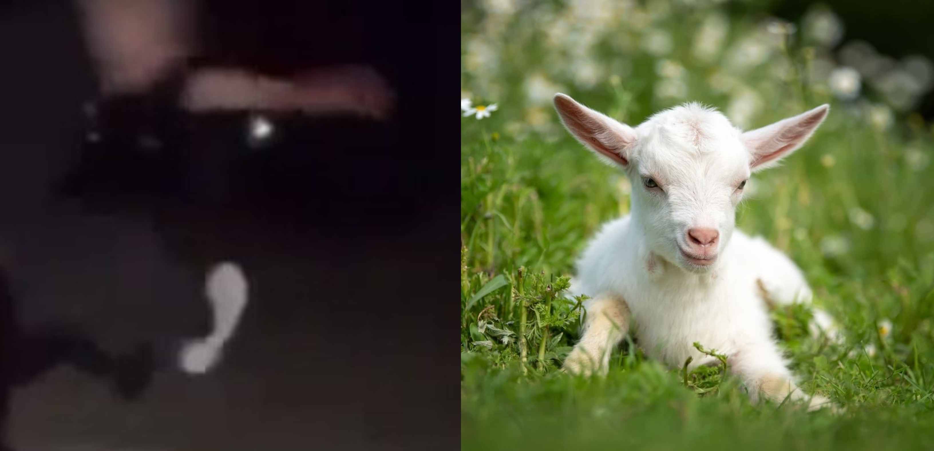 capretta_calci_anagni