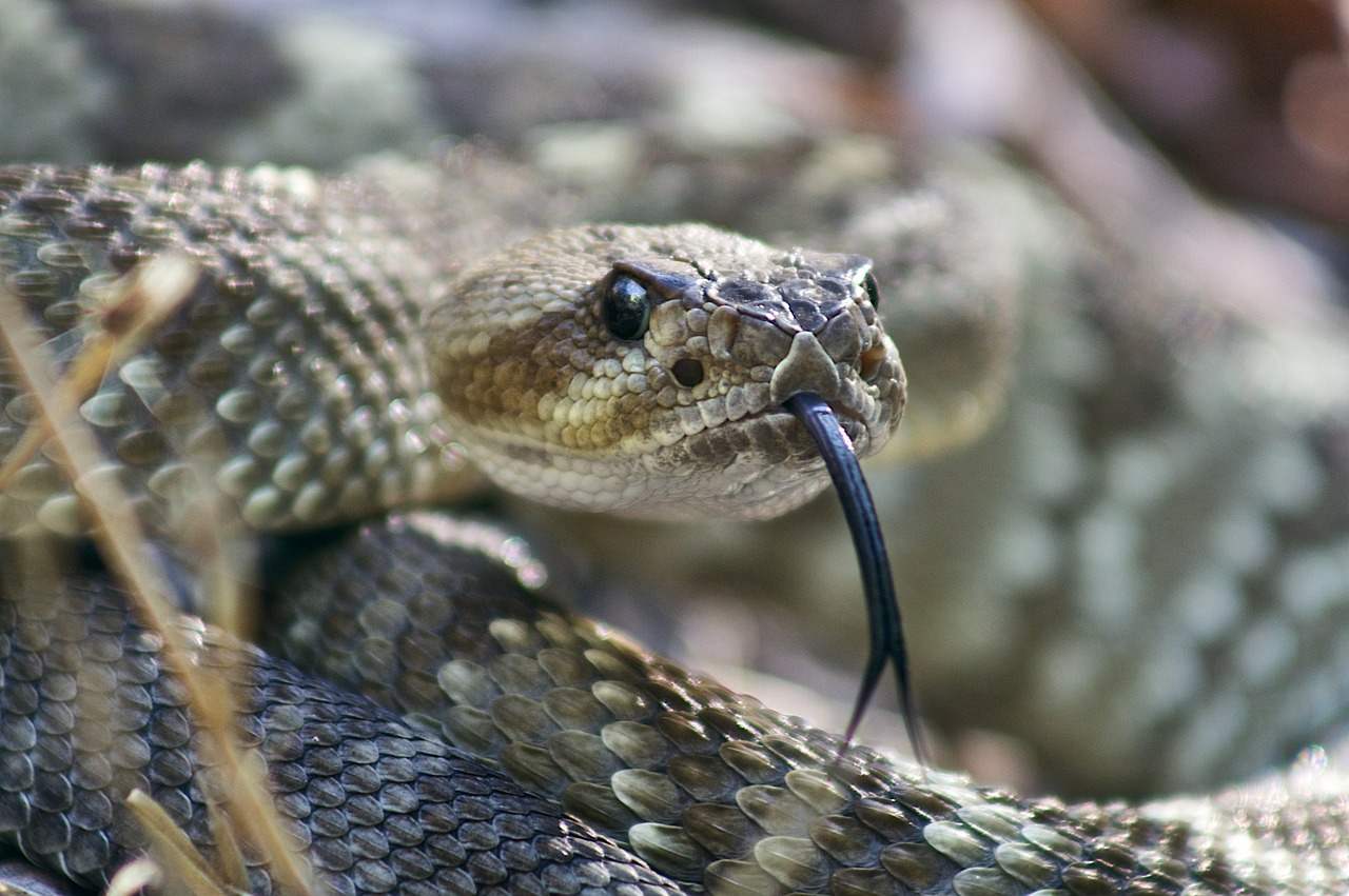 vipera