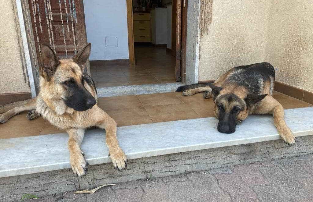 Cani smarriti-compressed