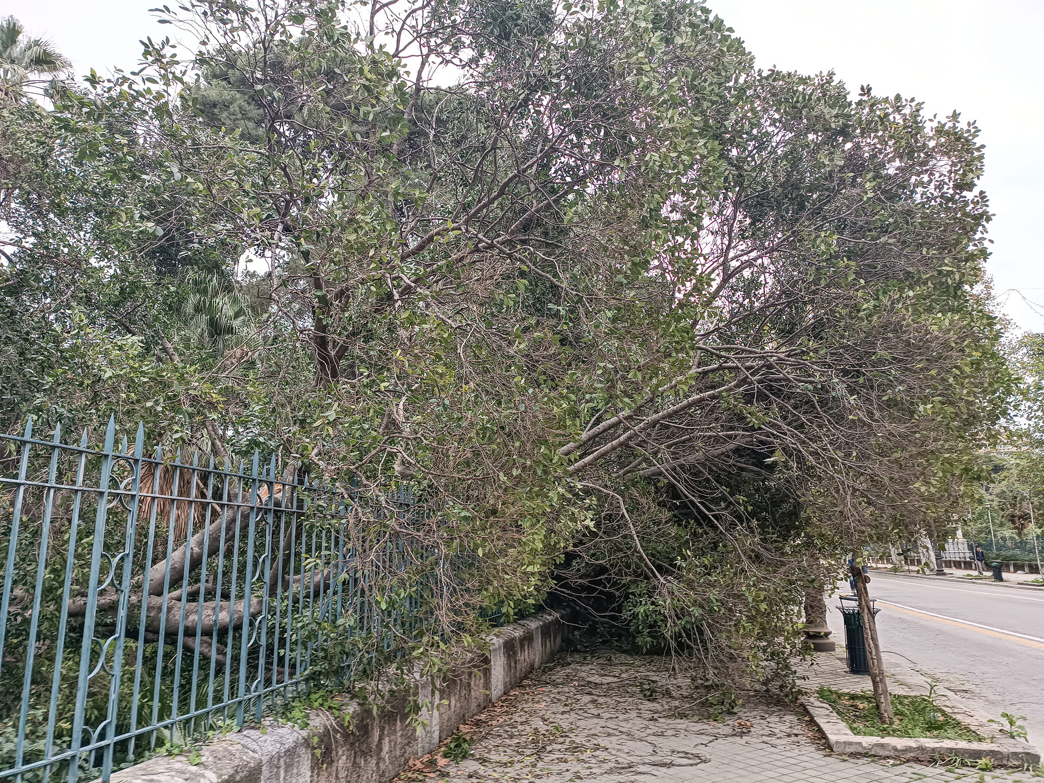 albero giardino inglese