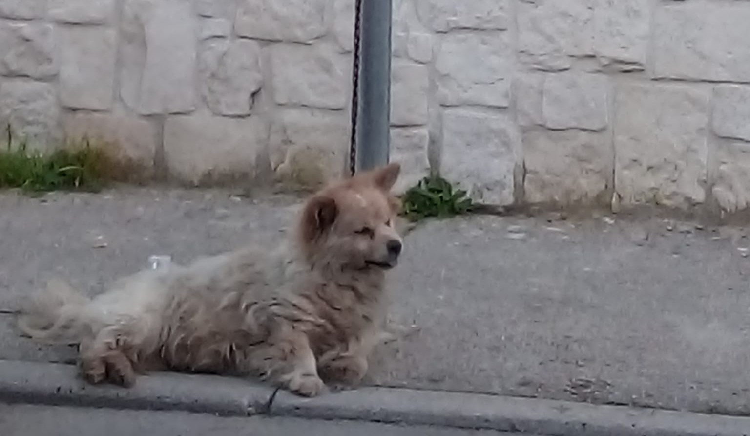cane legato a un palo
