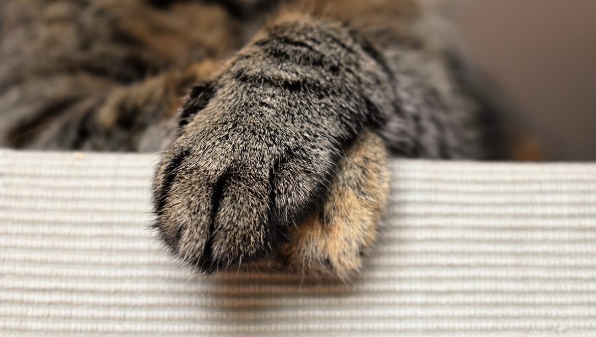 gatto_zampa