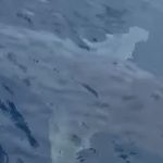 Grosso squalo avvistato nelle acque dello Stretto di Messina, il VIDEO virale sui social