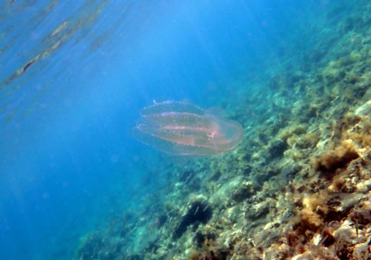 Medusa a pettine di noce di mare nelle acque cristalline - foto Depositphotos - PalermoLive.it