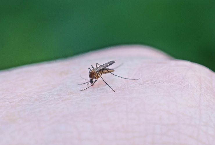 Zanzara che si posa delicatamente sulla pano di una persona - foto Depositphotos - PalermoLive.it