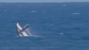 balena_olimpiadi-compressed