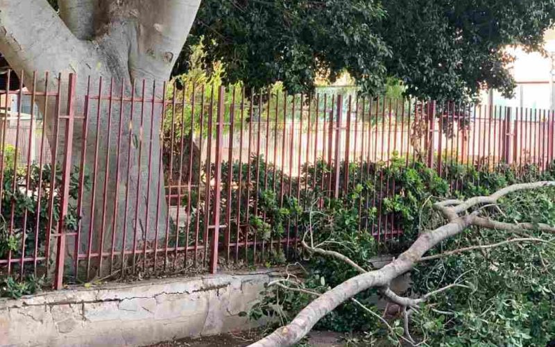 albero via caduti senza croce-compressed