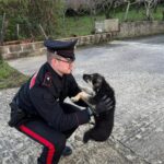 Cane ferito si aggirava sulla ss118, salvato dai carabinieri di Prizzi