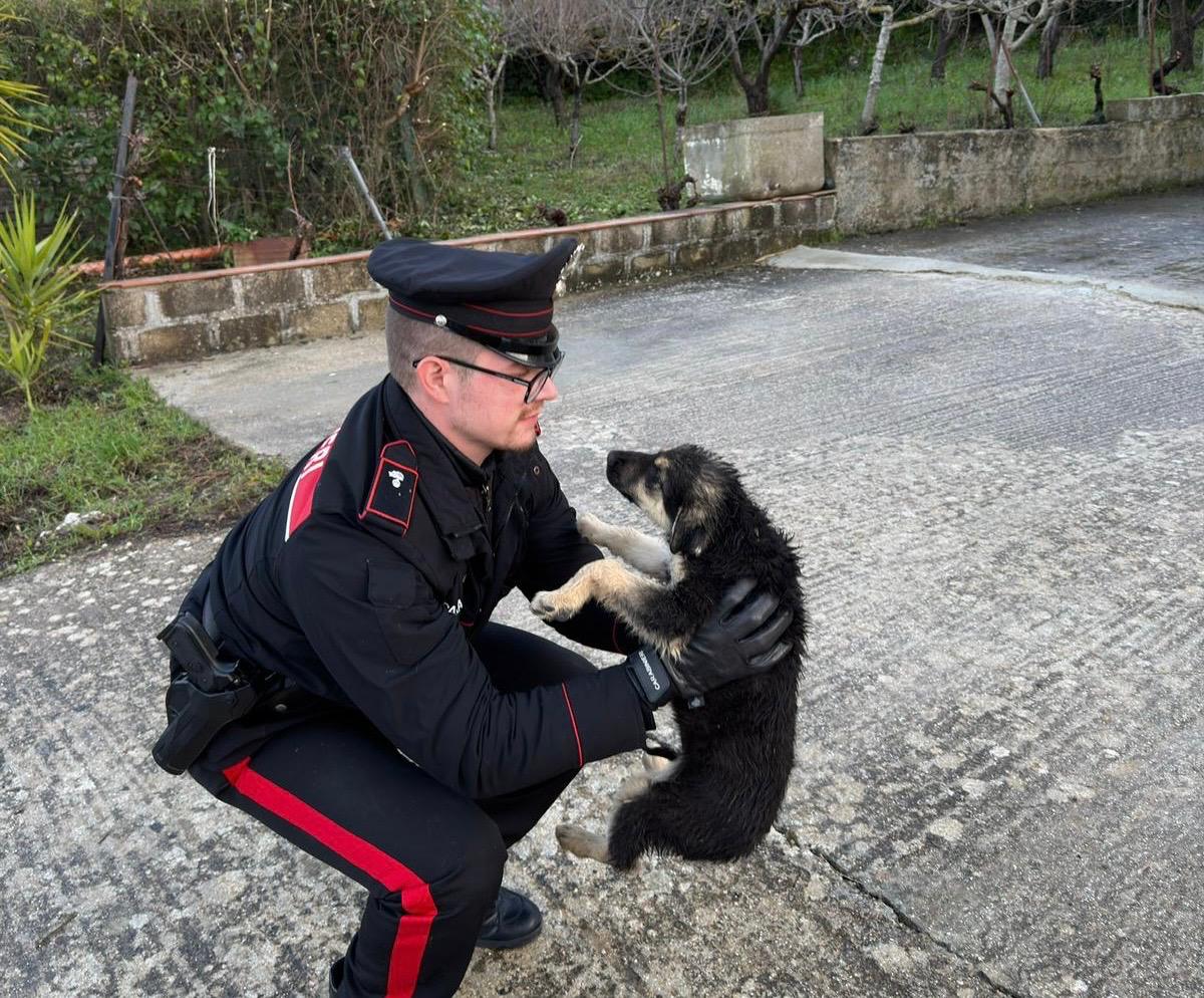 Cane ferito si aggirava sulla ss118, salvato dai carabinieri di Prizzi