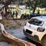 Vento a Palermo, caduti 7 pali della luce: albero crolla e danneggia impianto di illuminazione a Villagrazia