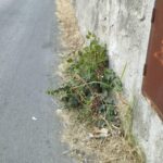 Emergenza diserbo a Palermo, il piano è partito ma con alcune falle