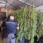 Palermo, maxi sequestro di marijuana dal valore di oltre 2 milioni di euro: sei denunce
